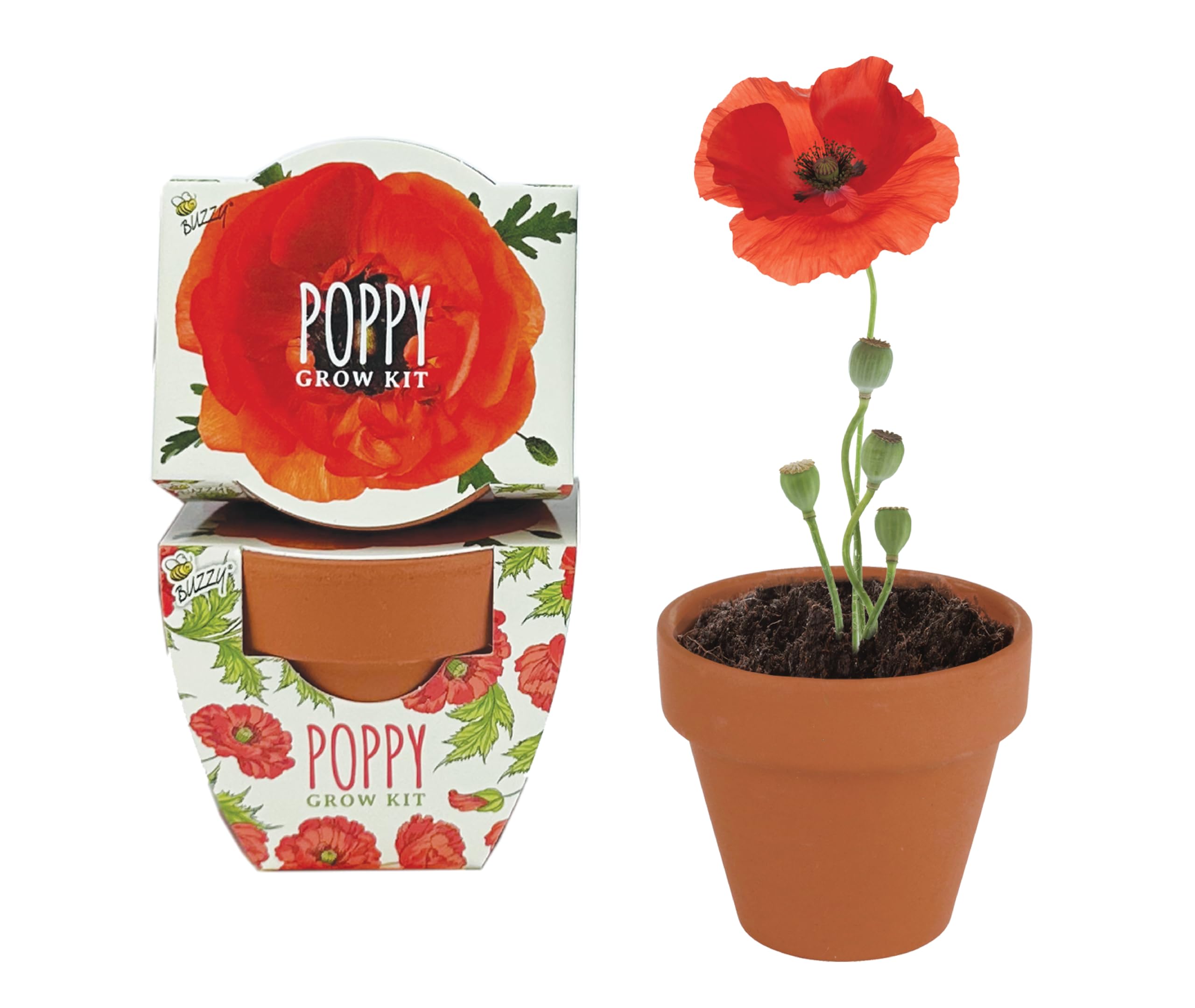 Amazon.com: BUZZY Seeds Poppy Grow Kit 12-Pack - Mini Terracotta